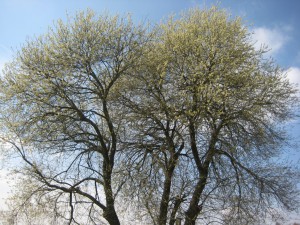 IMG_0137