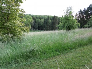 IMG_0014