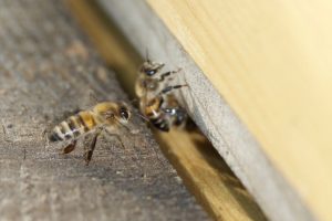 bucky_20161002